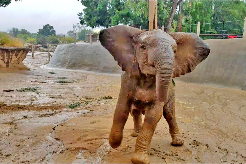 happy elephant calf