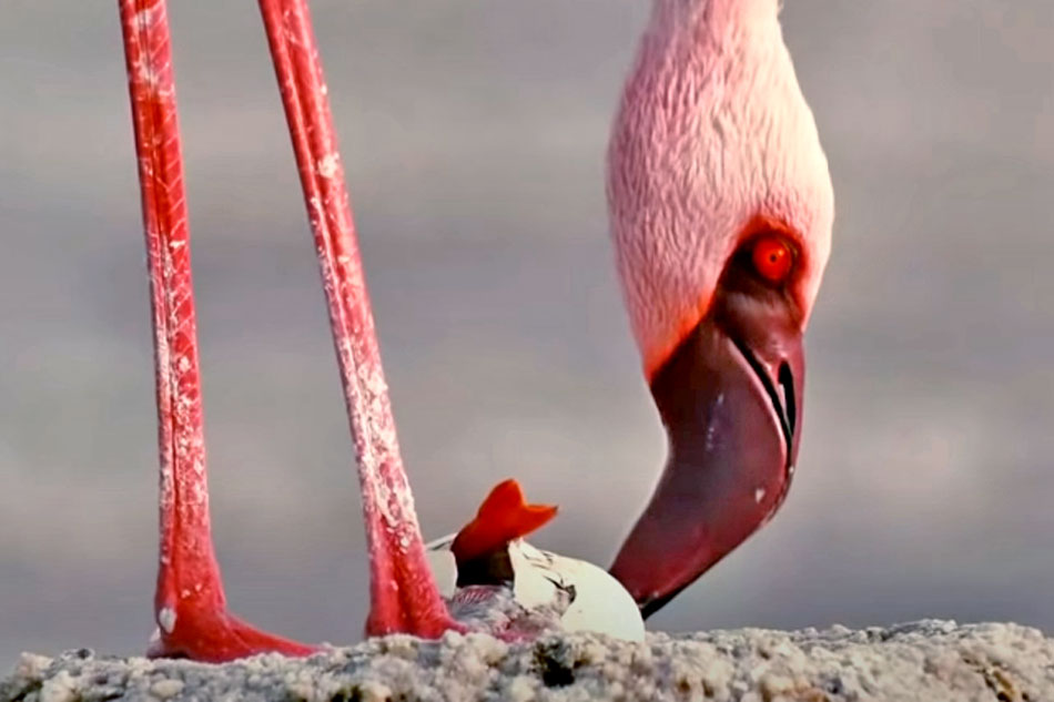 flamingo chick hatching