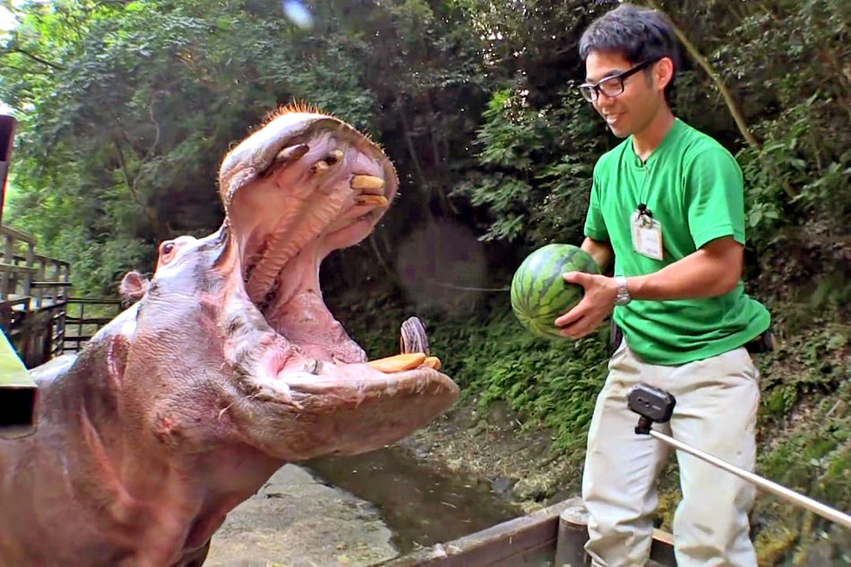 hippo eating watermelons