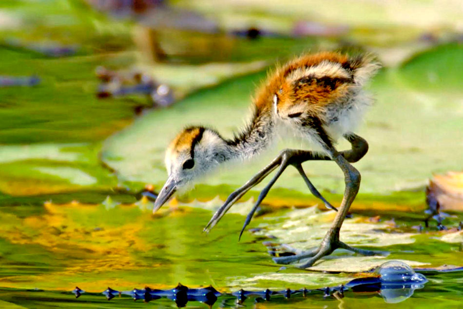 jacana chick on a lilly pad