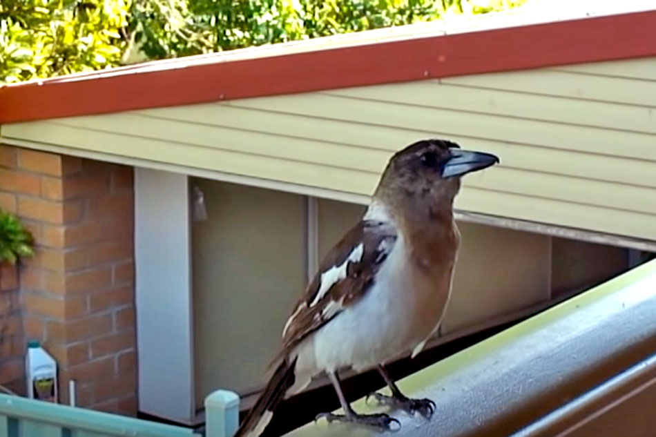 pied butcher bird