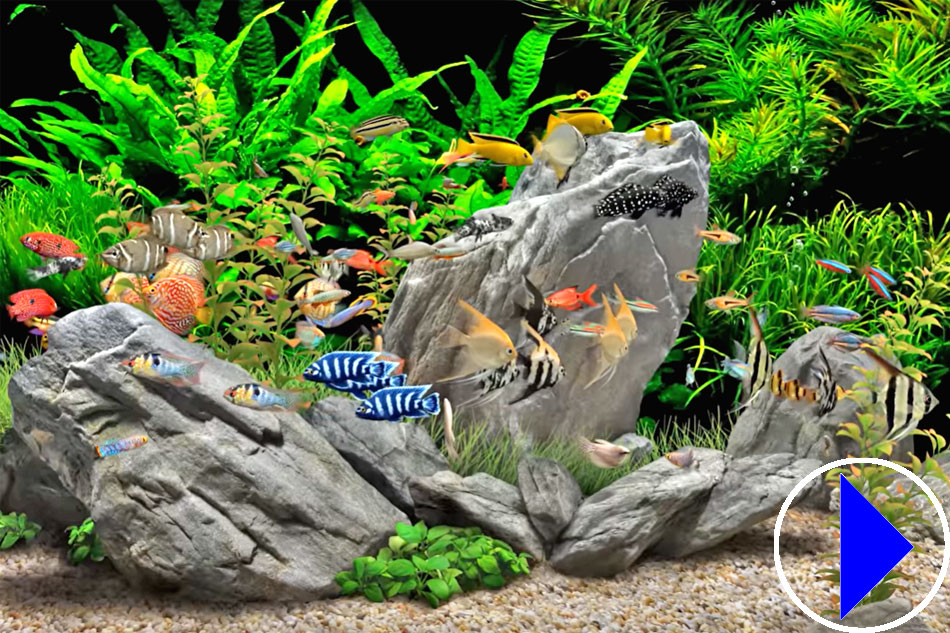 tropical fish in an aquarium