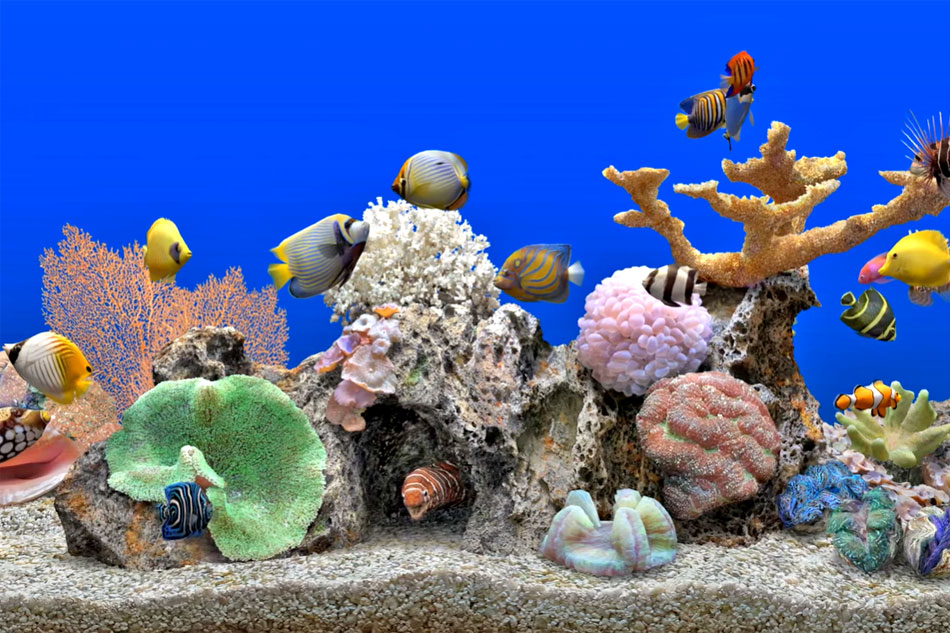 marine fish in a virtual aquarium