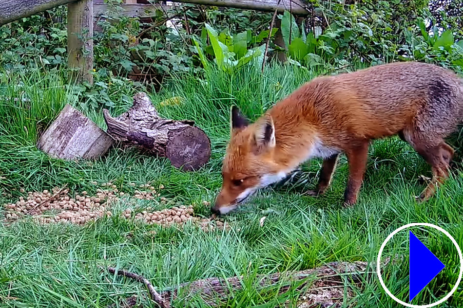 vixen in a garden in england