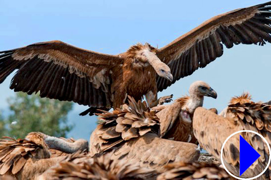 griffon vultures