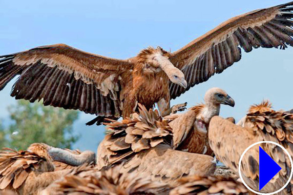 griffon vultures