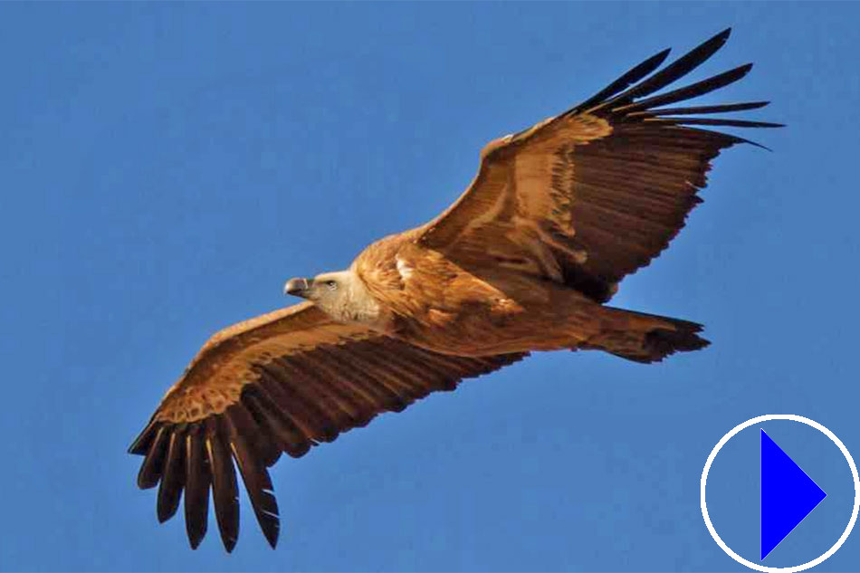 nesting eurasian griffon vulture