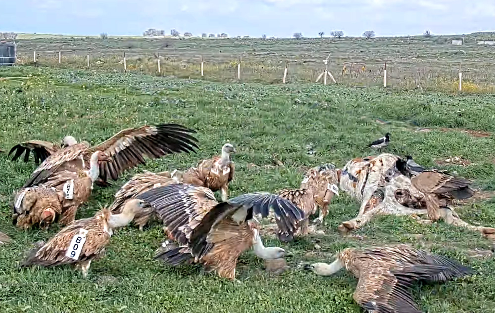 vultures at a feeding station in israel