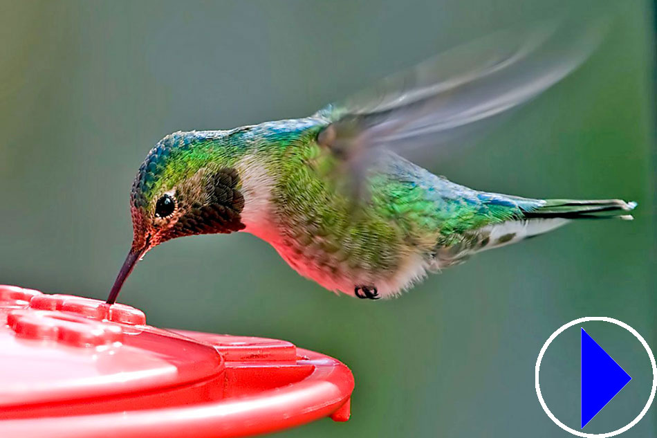 hummingbird at a feeder