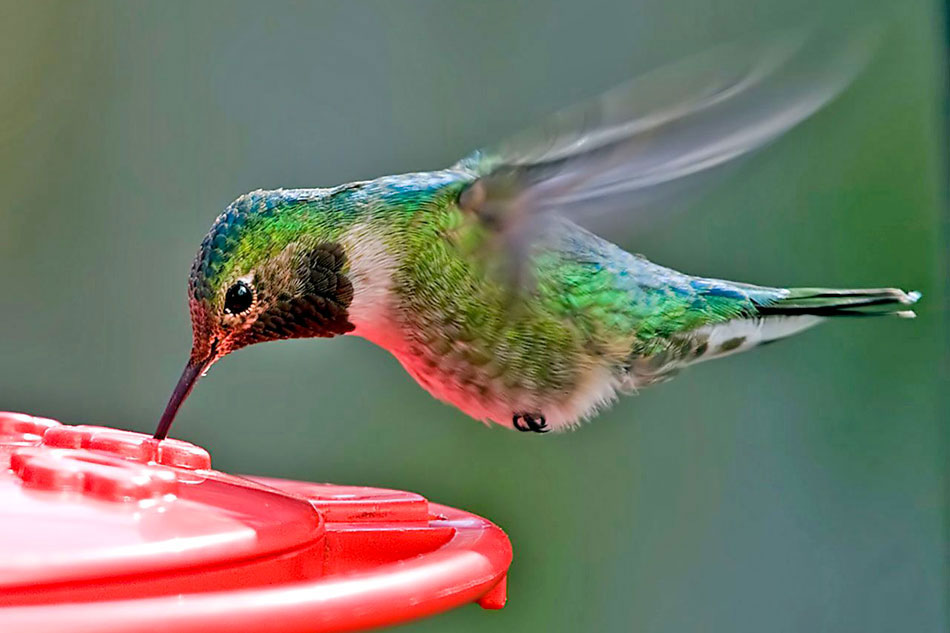 Hummingbird feeding on a feeder
