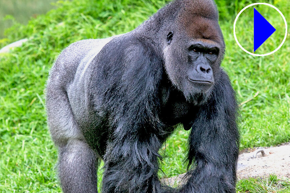 Western Lowland Gorilla