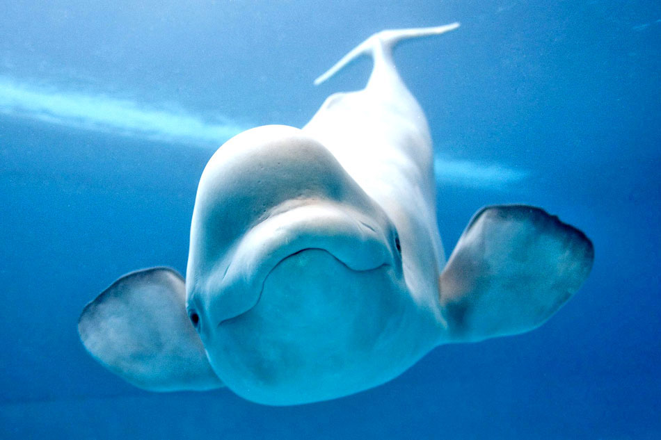 Beluga Whale