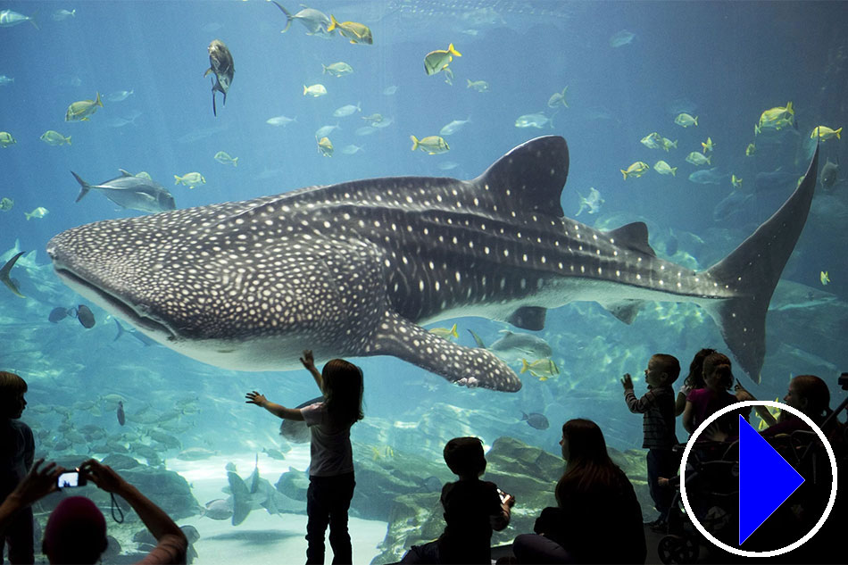 Whale shark in the Georgia Aquarium