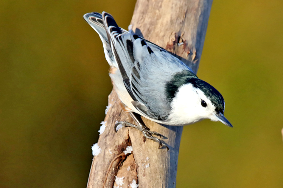 white breasted nuthatch on a branch on a green background