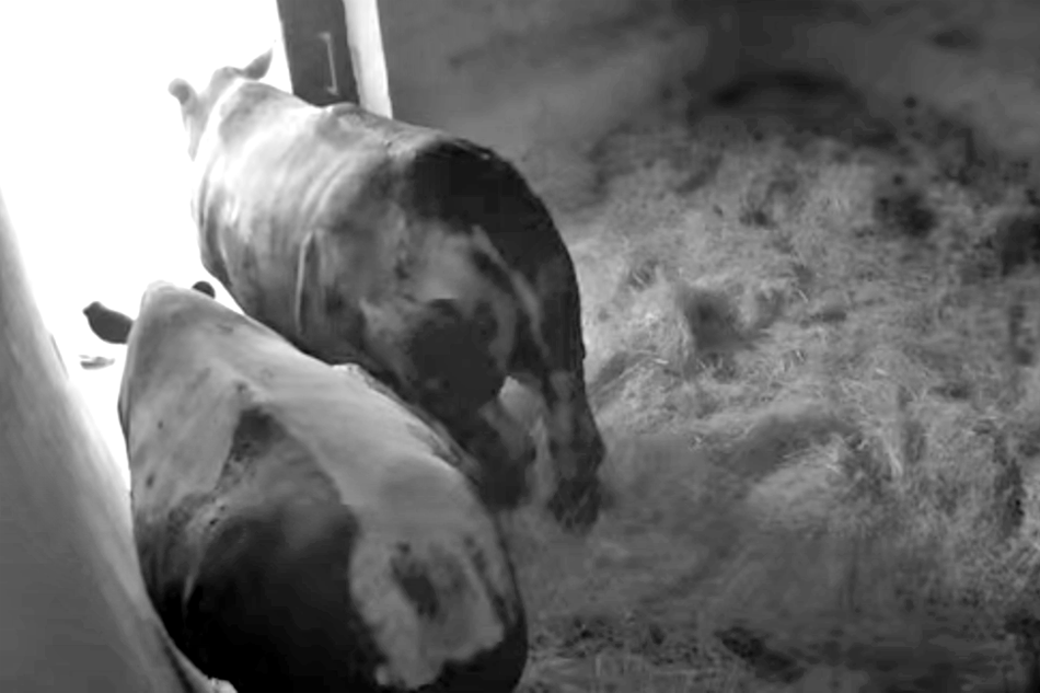 white rhinos at hesc in south africa