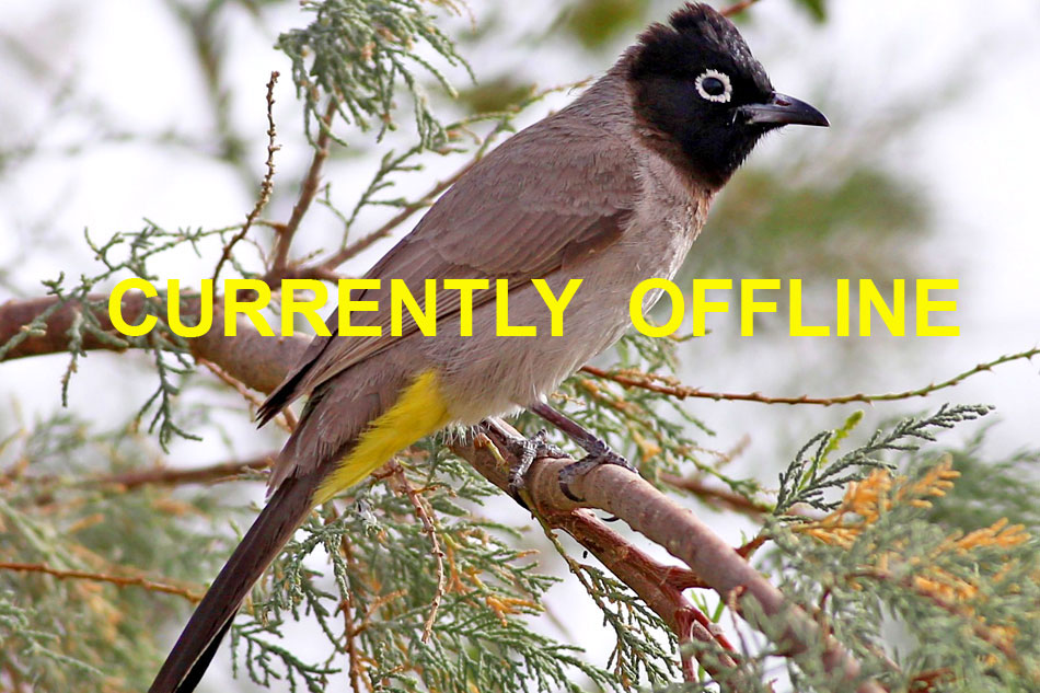 white-spectacled bulbul