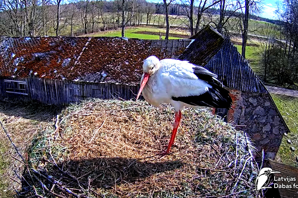 white stork nest in latvia