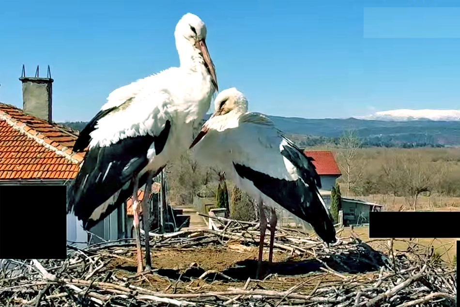 storks in bulgaria