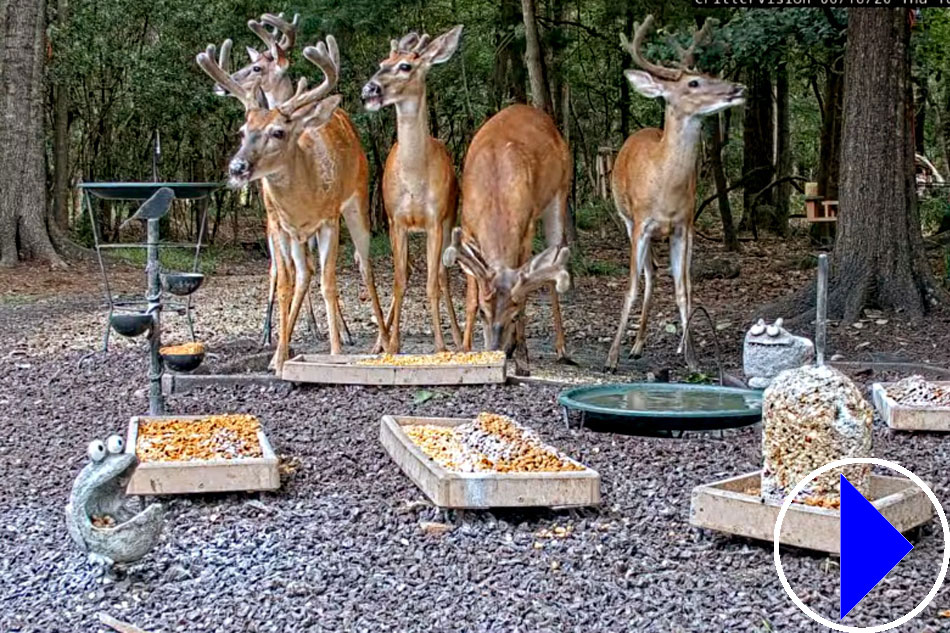group of white tailed deer