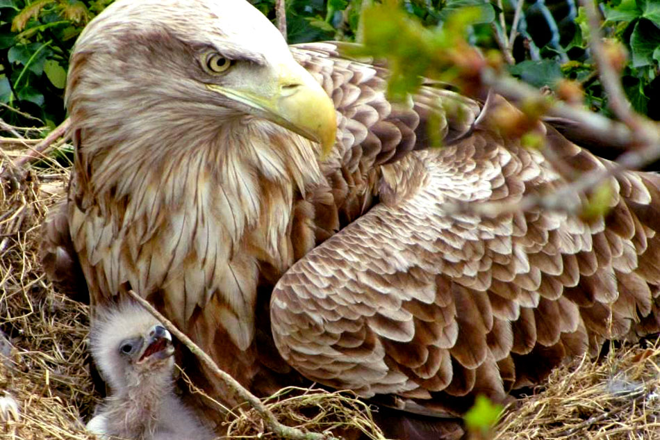 white tailed eagle