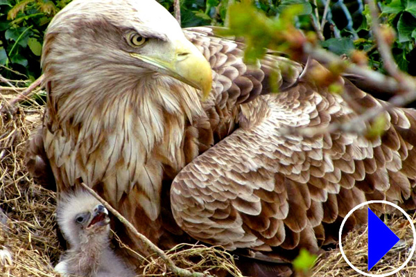white tailed eagle and chick