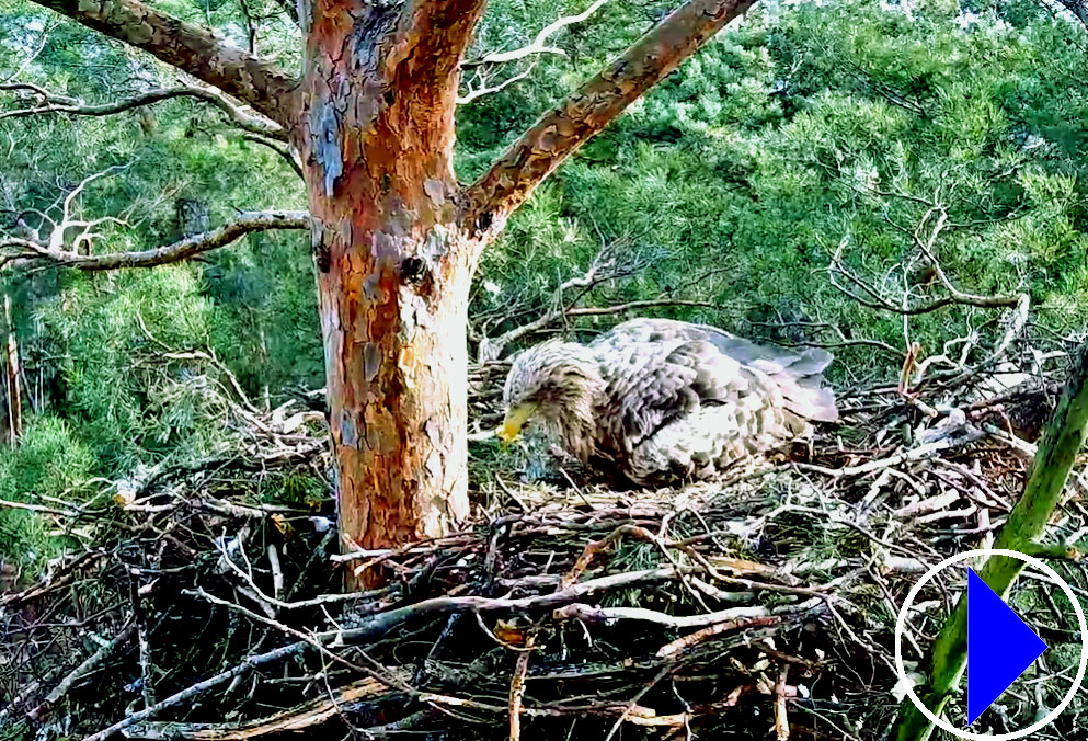 white tailed eagle in poland