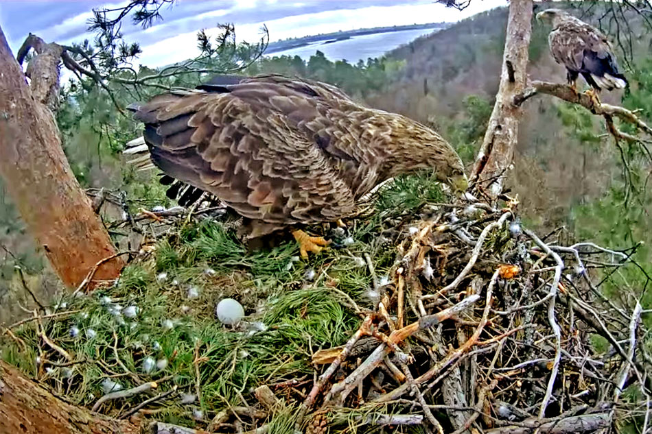 white tailed eagle in russia