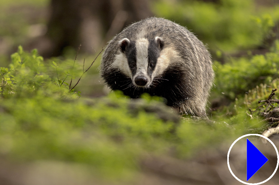 badger wood in the peak district