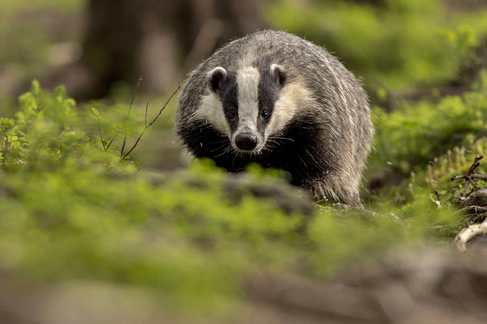 european badger in woods