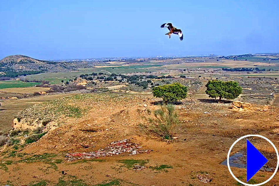 bird feeding site in huesca