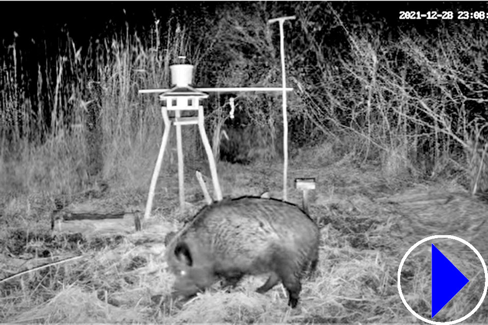 a wild boar in hungary