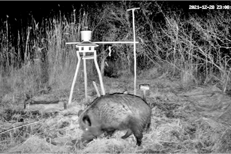 a wild boar in hungary