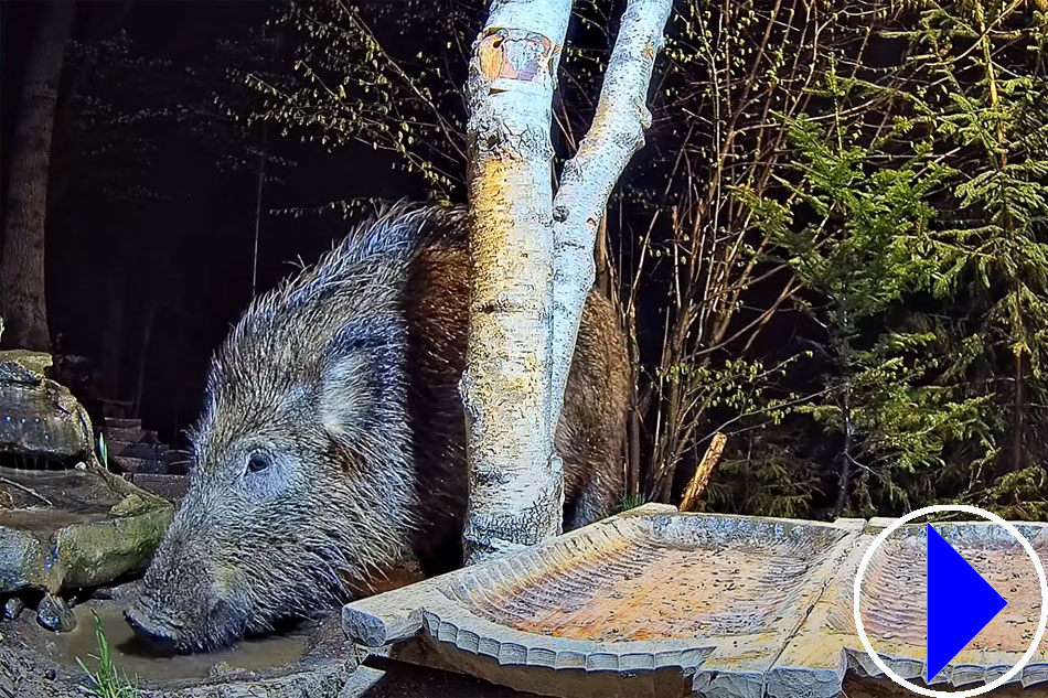 a wild boar in poland