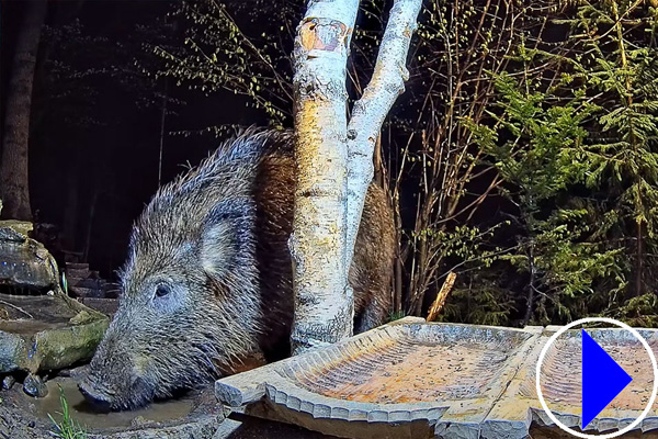 a wild boar in poland