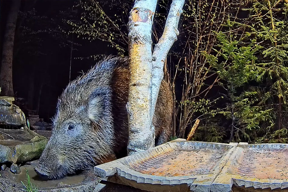 wild boar in poland