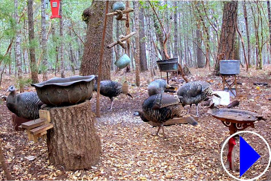 wild turkeys