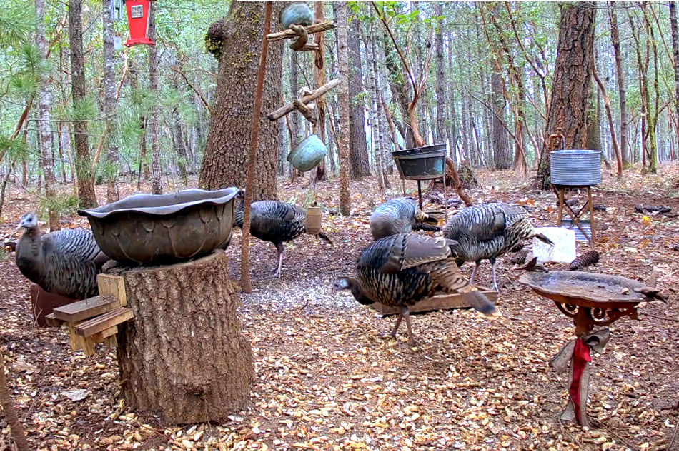 turkeys in the forest