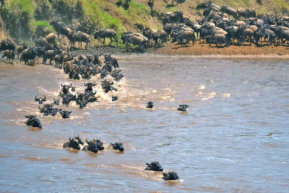 wildebest crossing the mara river in kenya