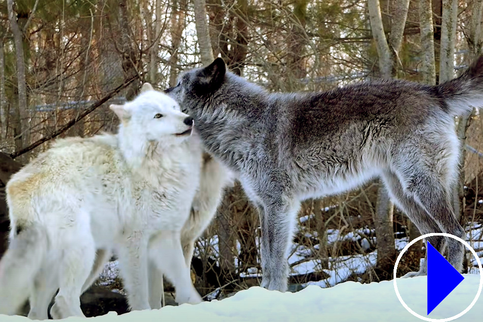 wolves at wolf conservation centre in salem