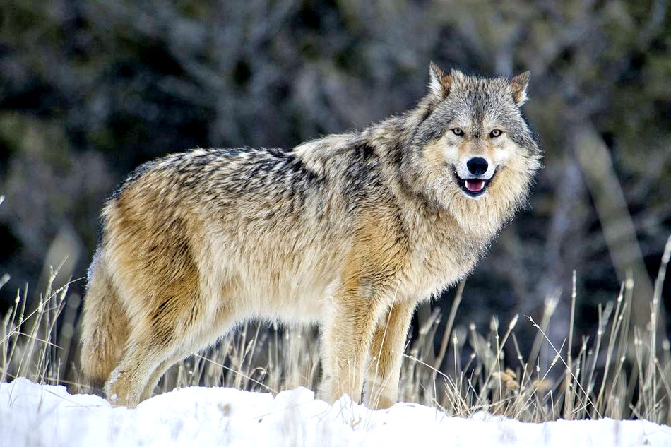 Wolf in the snow