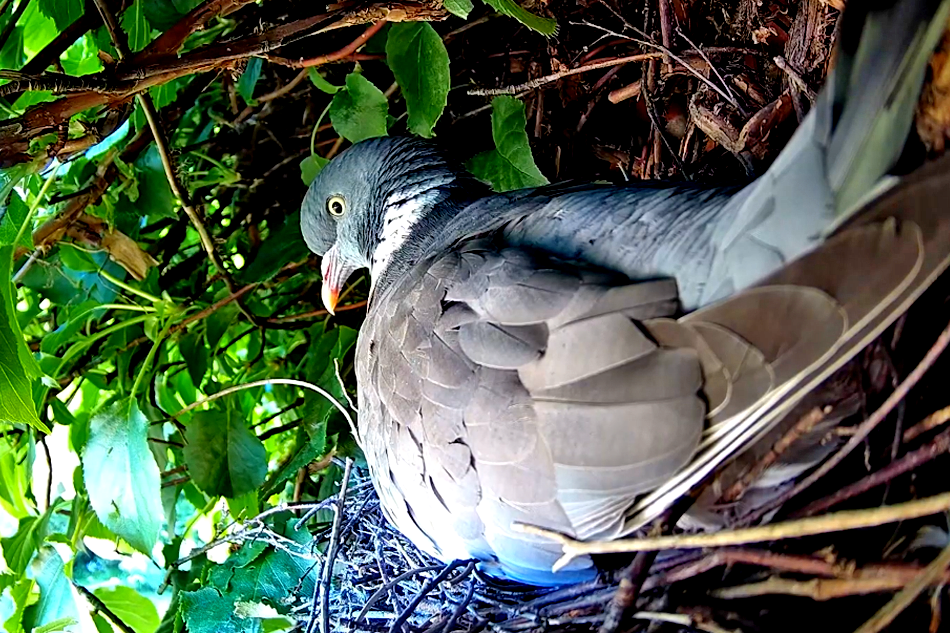 wood pigeon nesting in england