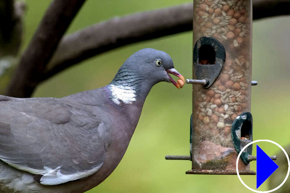 wood pigeon at a bird feeder