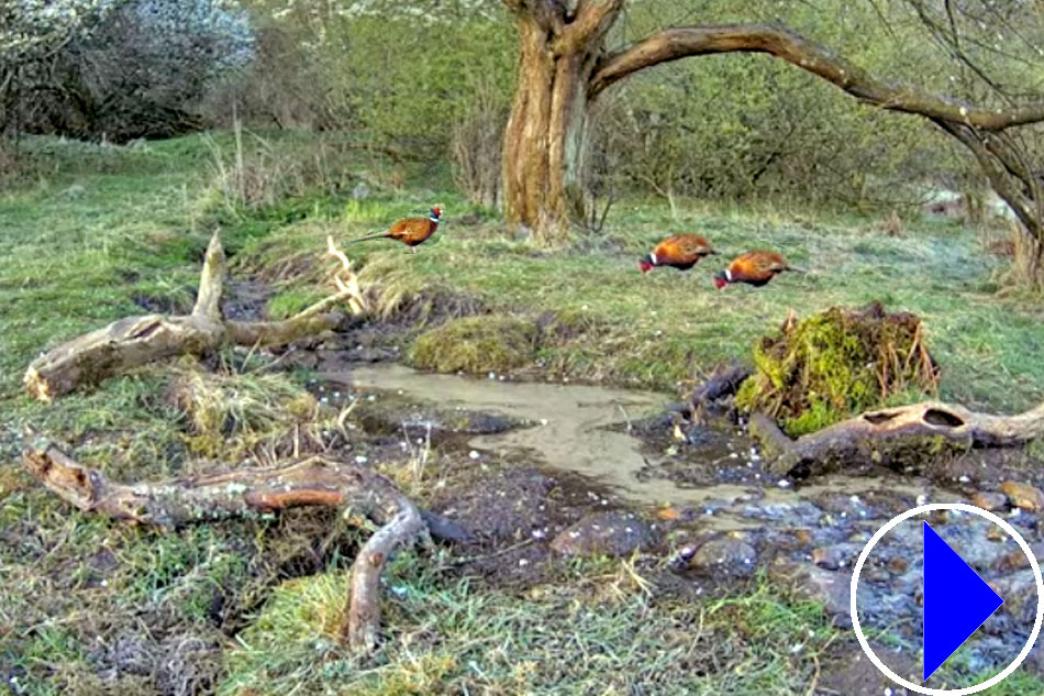 woodland scene with birds