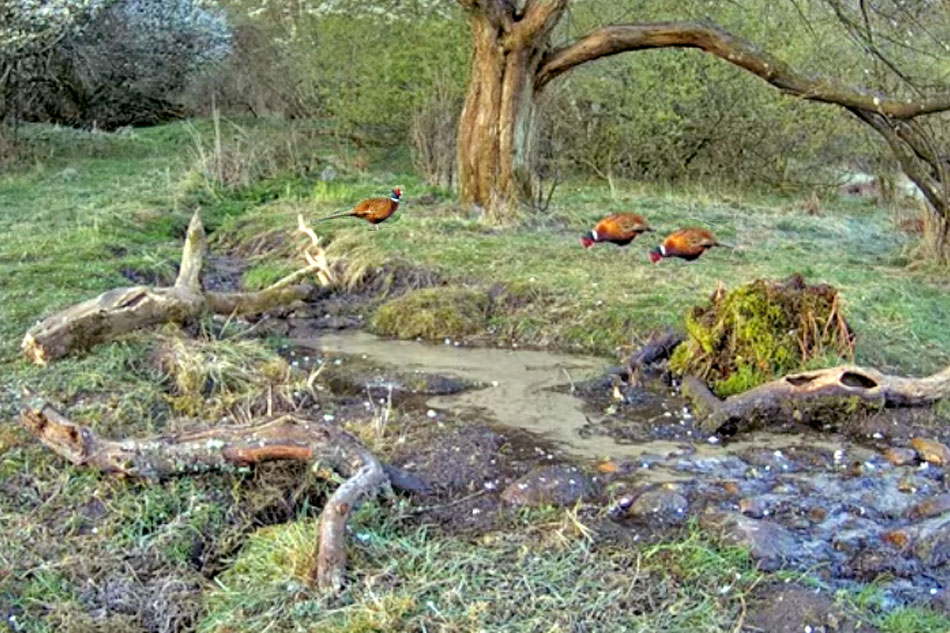 woodland stream in denmark