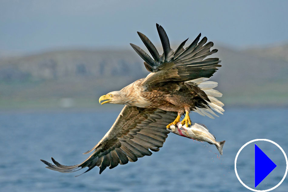 white tailed eagle with a fish