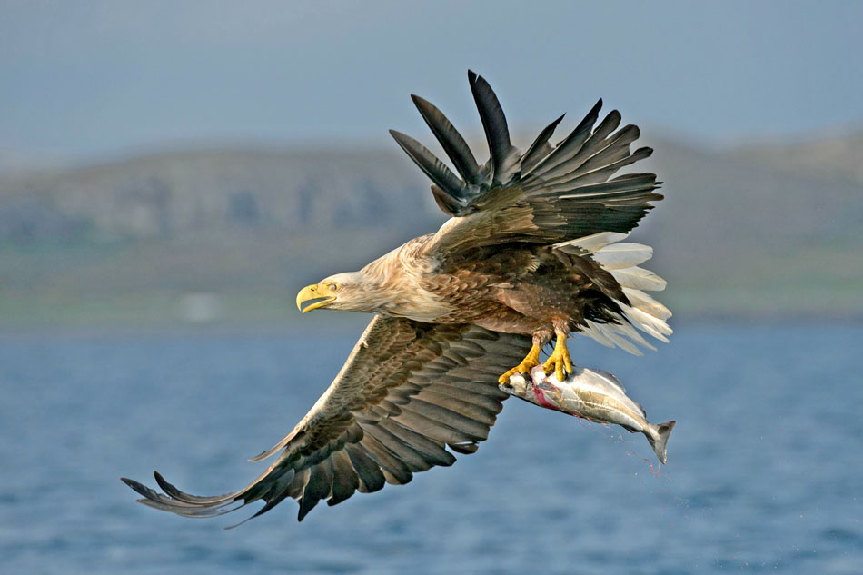 white tailed eagle with fish