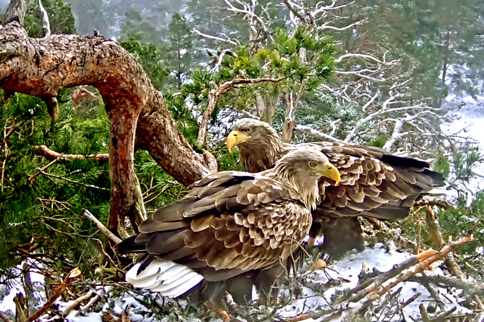 white tailed eagles in scotland