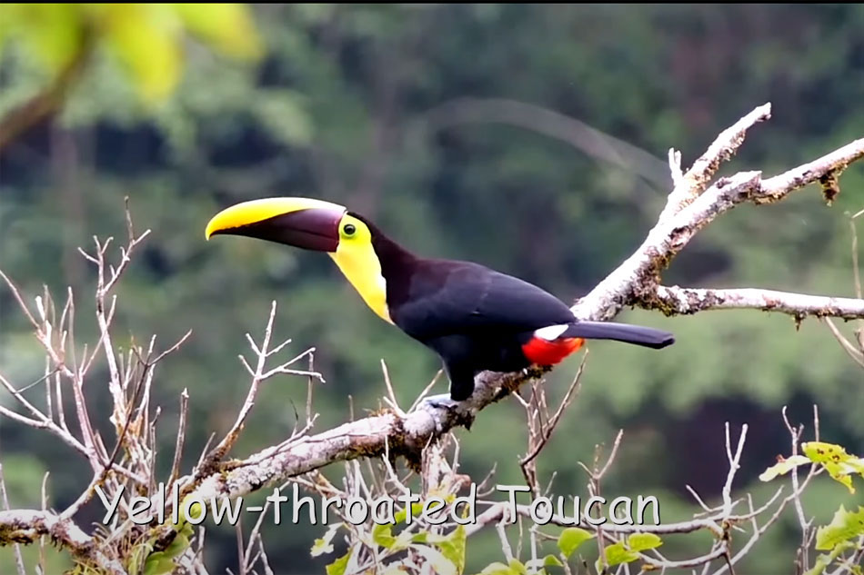 yellow throated toucan