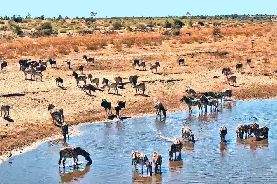 zebras at the boteti river in botswana