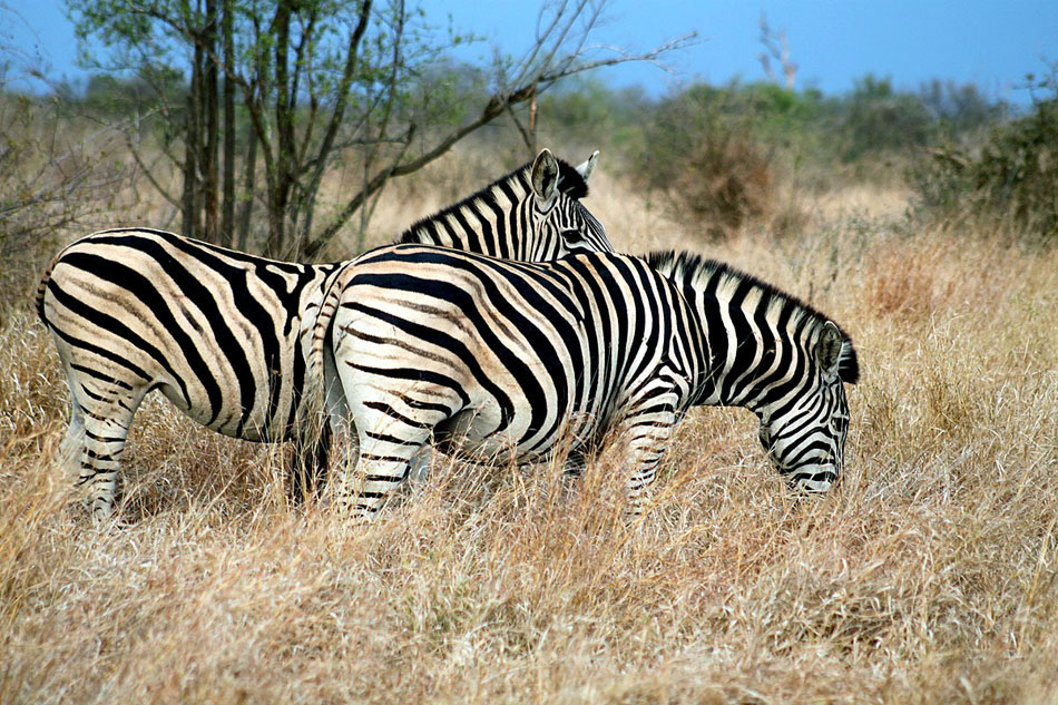 two zebras grazing